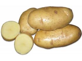 Семенной картофель на посадку